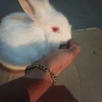 خرگوش سفید چش قرمز نر خوشگل