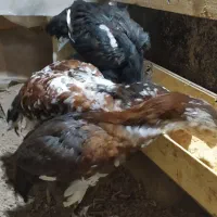 جوجه گلین وجوجه لاری|حیوانات مزرعه|انبارآلوم, |دیوار