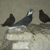 بشرط‌جوجه‌وگشت|پرنده|پاپی, |دیوار