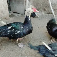 اردک اسراییلی