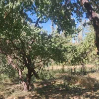 زمین باغ زرد الو و الوچه|فروش زمین و ملک کلنگی|کشکسرای, |دیوار