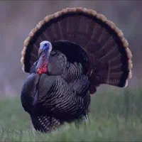 تخم بوقلمون نطفه دار بع روز