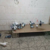 کفتر پرشی|پرنده|خوشاب, |دیوار