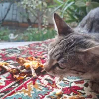 دوتا گربه اهلی|گربه|گرگان, |دیوار