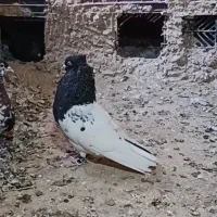 کله سیاه آث و قولدور