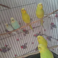 مرغ عشق‌ طوطی‌ رنگین‌کمانی