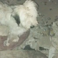 فعالیتهای اجتمایی سگهاپیداشده|حیوانات|سبزوار, ایزی شهر|دیوار