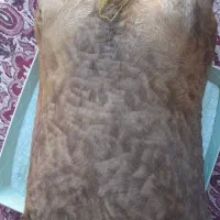 هیزه جا روغن نو|ظروف نگهدارنده، پلاستیکی، یک‌بارمصرف|اندیمشک, |دیوار