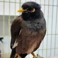 مرغ مینا