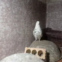 کبوتر|پرنده|دهدشت, |دیوار