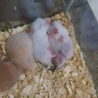 تعدادی همستر کوچولو