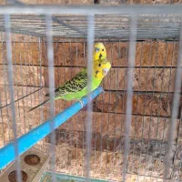 مرغ عشق با تخم و جوجه