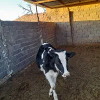 یگ عدد گوساله نر