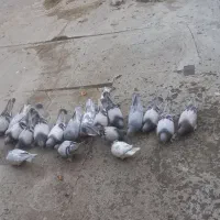 کبوتر کاغذی|پرنده|چادگان, |دیوار