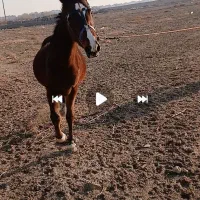 فروش اسب ماده|اسب و تجهیزات اسب‌سواری|بهارستان, |دیوار