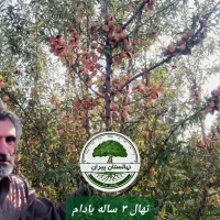 نهالستان پیران،نهال گردو ،نهال بادام ،نهال زردآلو|خدمات باغبانی و درختکاری|مراغه, |دیوار