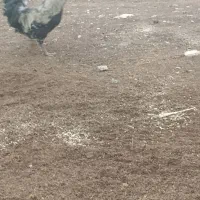 خروس|حیوانات مزرعه|اسلام‌‌آباد غرب, |دیوار