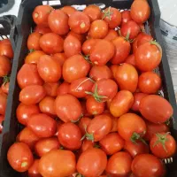 فروش و پیش فروش گوجه فرنگی|خوردنی و آشامیدنی|رامشیر, |دیوار