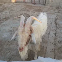 نر بز سانن|حیوانات مزرعه|خرامه, |دیوار