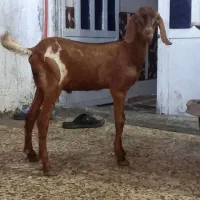 بز نجدی|حیوانات مزرعه|لیکک, |دیوار