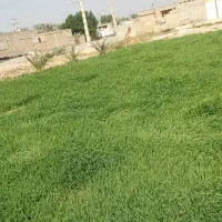 جو سبز برای دامدارن|لوازم جانبی حیوانات|سوسنگرد, |دیوار