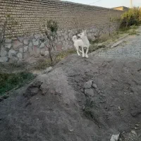 پاکوتا|سگ|نیشابور, خیام|دیوار