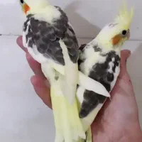 عروس هلندی|پرنده|مرودشت, دولت آباد|دیوار