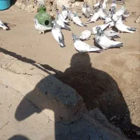 کفتر یا کبوتر برای نگه داری|پرنده|ملایر, |دیوار