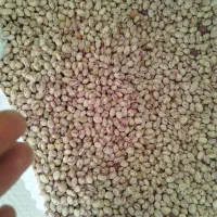 لوبیا چیتی سرحد درجه یک