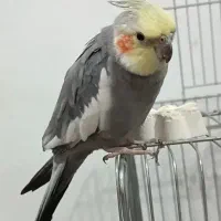 عروس طوطی گم شده|پرنده|قزوین, |دیوار