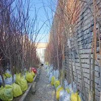 از همین امسال میوه برداشت کن