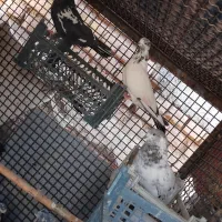 ۱۰عددکبوترتهرانیموقعیتجوین|پرنده|سبزوار, زینبیه|دیوار