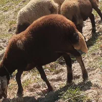میش افشاری و بزقاله