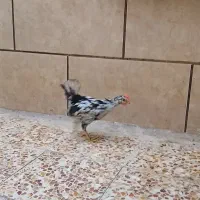 مرغ تخم گذار عربی|حیوانات مزرعه|اهواز, حصیرآباد|دیوار