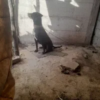 سلام طوله ماده فروشی هم شکاری هم دونبلانی