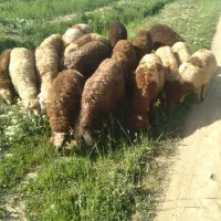 ۱۸راس کاور نر داشتی