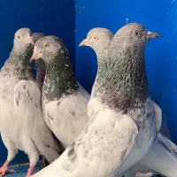 پاکستانی اورجینال|پرنده|بندرعباس, |دیوار