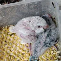 راهب سفید و آبی