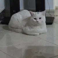 گربه جهت جفت گیری