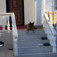 واگذاری سگ ژرمن