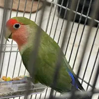 طوطی برزیلی ماده