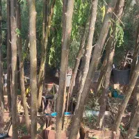 فروش نهال و درخت ودرختچه پروژه ای و جریمه ای|خدمات باغبانی و درختکاری|ورامین, ورامین|دیوار