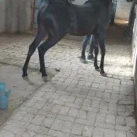 نریان دوسال نوه طاووس دست شکسته