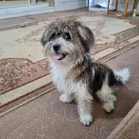 شیتزو کراس ۸ ماهه