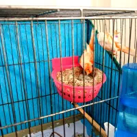 جفت قناری موزاییکی اورجینال باتخم|پرنده|تهران, جوادیه تهرانپارس|دیوار