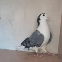 کبوتر واز دستگردی نر|پرنده|اصفهان, آفاران|دیوار