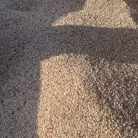 لوبیا چیتی ۷۵ روز