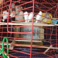 11عدد فنج زبرا جفتی 300 خداوکیلی الکی زنگ نزن|پرنده|شوش, |دیوار