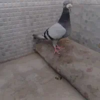 نر سبز المانی|پرنده|زهک, |دیوار