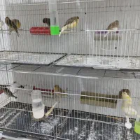 قناری|پرنده|سبزوار, طبرسی (جعفرآباد)|دیوار